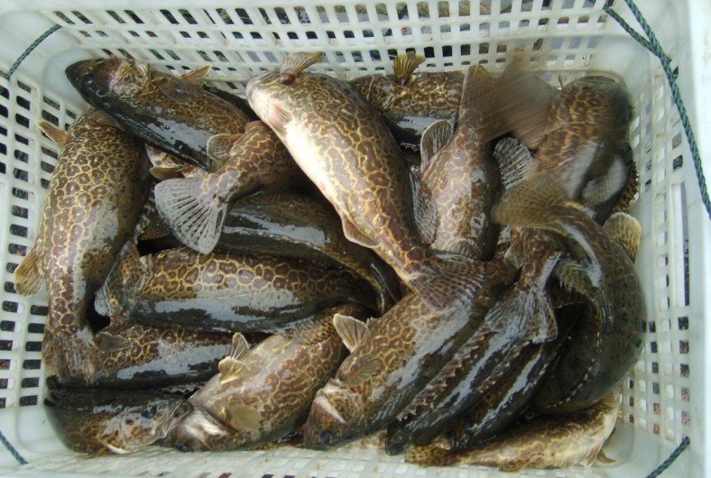 扬州水产价格“跳水” 鳜鱼每斤降12元