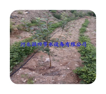 攀枝花枣果树滴灌厂家|农业节水灌溉知名厂家图1