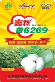 棉花种子鑫秋鲁6269棉花良种农作物种子经济作物种子