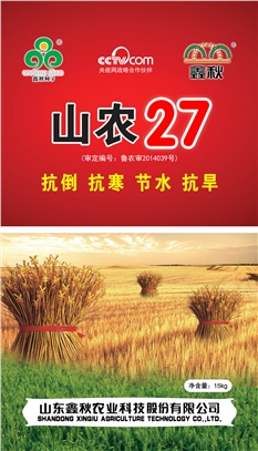 小麦种子鑫秋山农27小麦良种农作物种子大田种子图1