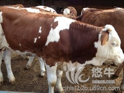 贵州肉牛养殖场，贵州肉牛价格图1