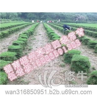 贵州草皮绿化草坪价格图1
