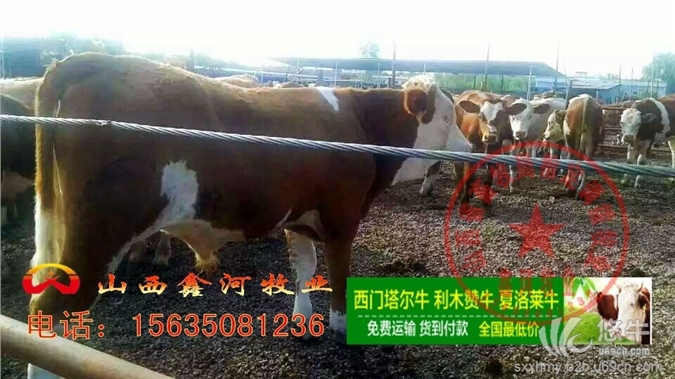 肉牛犊价格肉牛养殖方法,肉牛养殖成本
