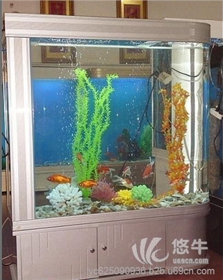 福州市清洗鱼缸景致护理鱼草养护鱼缸保养鱼缸维修