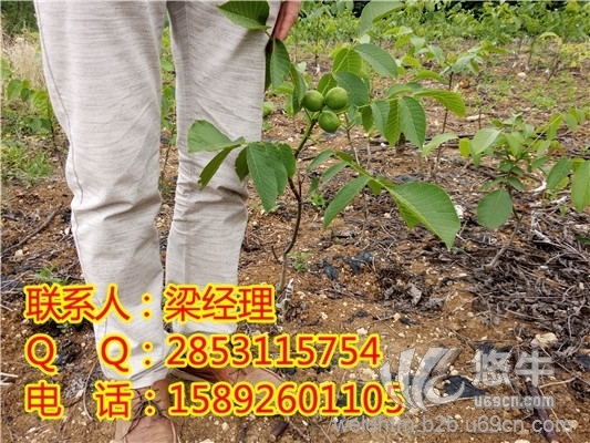 重庆8518核桃苗种植，重庆核桃苗销售图1