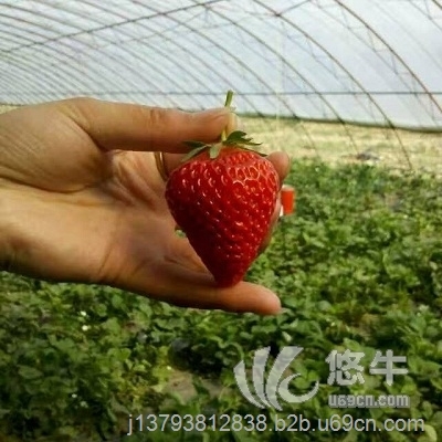 大棚草莓苗图1