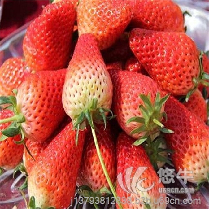 山东草莓苗哪里草莓苗价格优惠