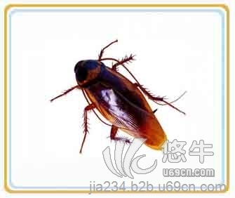 A级杀虫公司专业灭虫就找北京卫士康图1