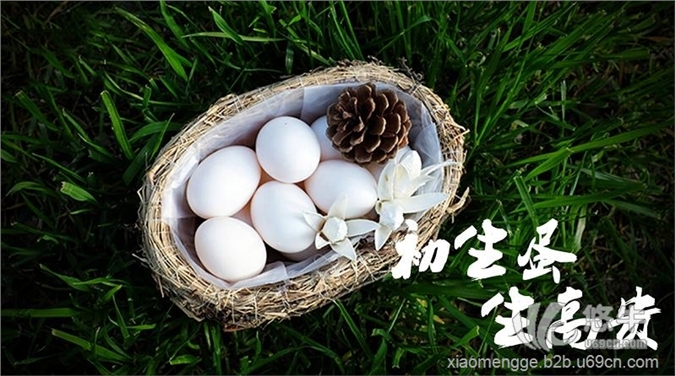 杭州鸽子蛋图1