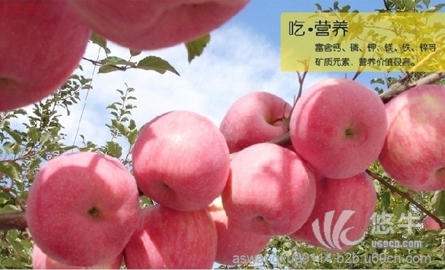 苹果红富士陕西山地苹果