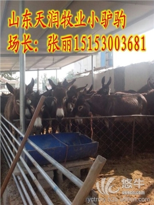 山东大型改良肉驴养殖场销售驴苗