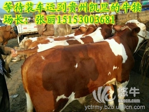 菏泽养牛场三百斤小肉牛多少钱