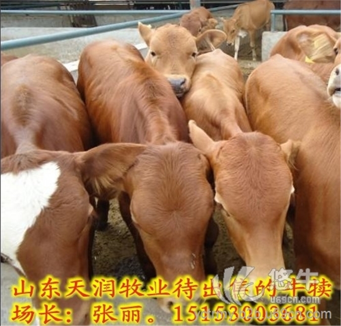 山东肉牛养殖场小肉牛多少钱