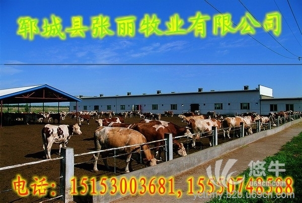 郑州市肉牛养殖基地