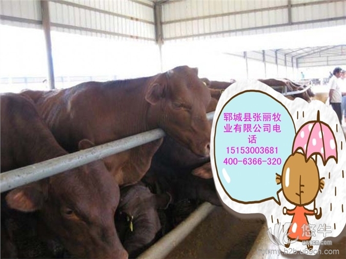 山东郓城300斤小牛崽多少钱图1