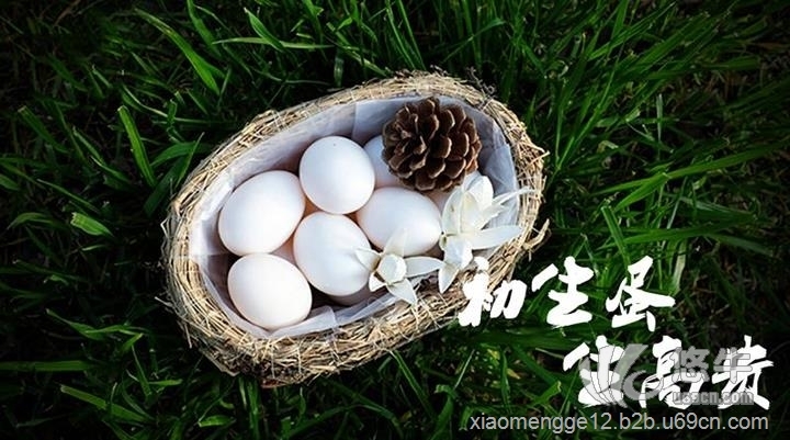 新鲜鸽子蛋天然营养草辅食鸽蛋500g农家五谷杂粮散养下一个商品>>新鲜鸽子蛋