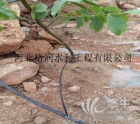 广东防护林专用果树滴灌PE管、、果树滴灌
