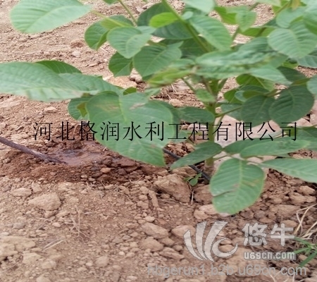 广东果树滴灌PE管灌溉及特点|滴灌毛管