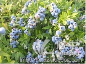 朝越庄园三年规格蓝莓苗木