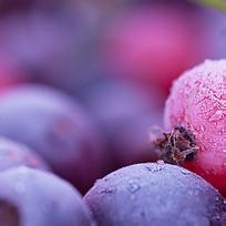 瑞典进口冷冻蓝莓前需要的申报要素|报关代理的费用图1