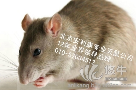 安利康（北京）环保科技有限公司专业灭蟑螂,灭老鼠,灭跳蚤,灭臭虫,灭蚊蝇