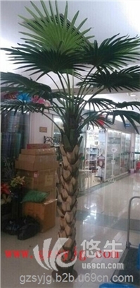 仿真椰子树棕榈树图片郑州沈阳仿真椰子树