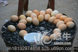 烤鸭蛋鸡蛋