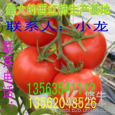 山东西红柿