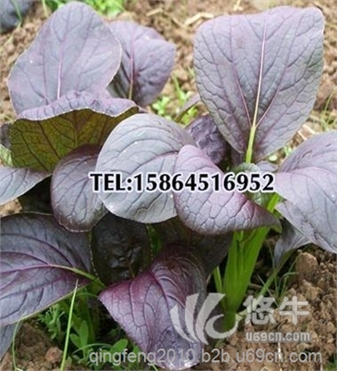 紫油菜种子紫色油菜种子紫小白菜种子小菘菜紫油菜紫白菜蔬菜种子特色
