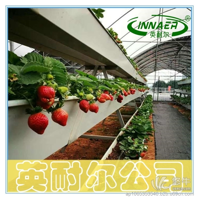 草莓栽培槽栽培架