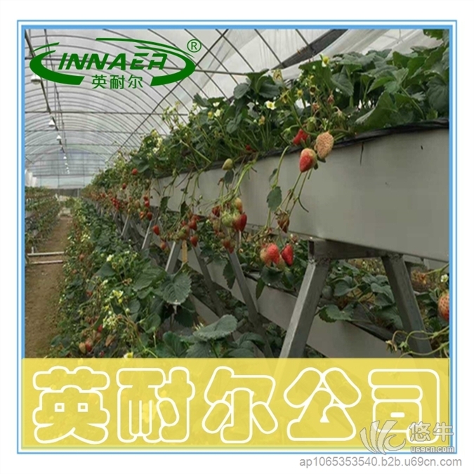 草莓种植槽立体种植架