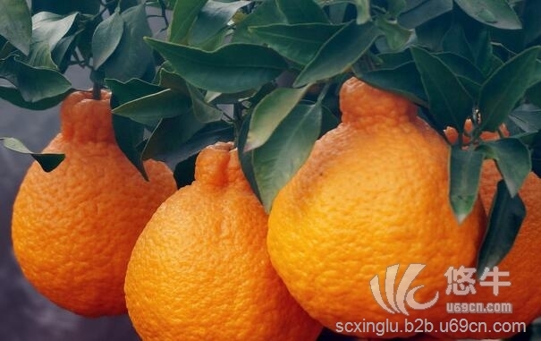 重庆柑橘苗价格重庆