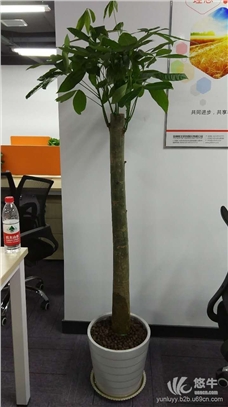 武汉办公室内植物盆栽图1