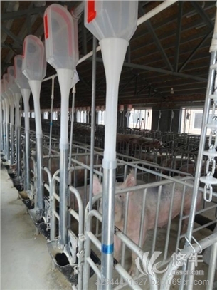 厂家包安装猪场自动料线