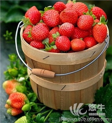 章姬草莓苗图1