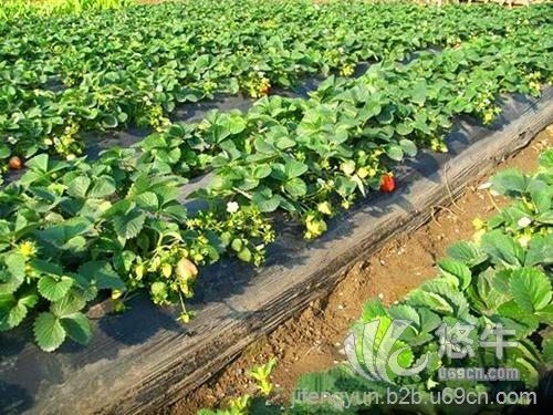 营养钵草莓苗图1