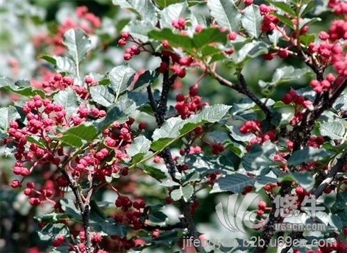 花椒树苗报价