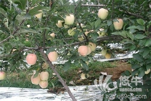 盆栽苹果苗