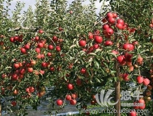 苹果苗品种图1
