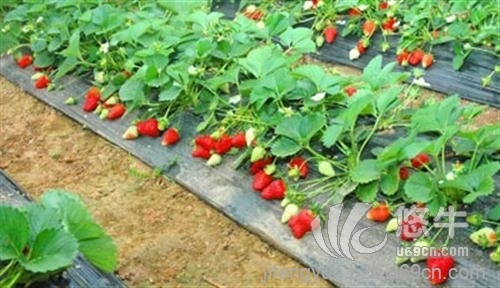 露地草莓苗