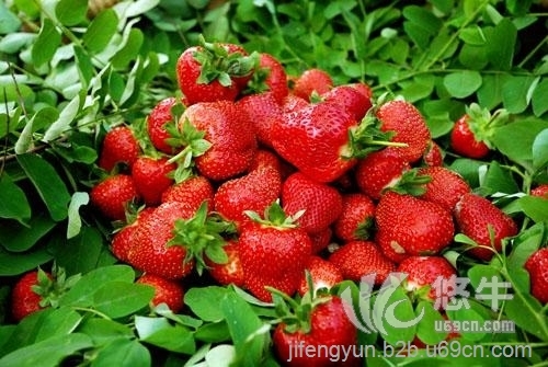甜宝草莓苗种植