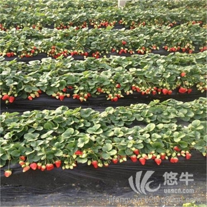 草莓苗价格图1