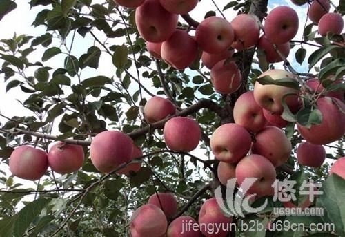 盆栽苹果树苗