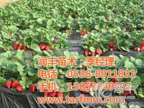 全明星草莓苗价格