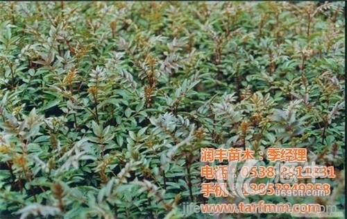 重庆花椒苗价格图1