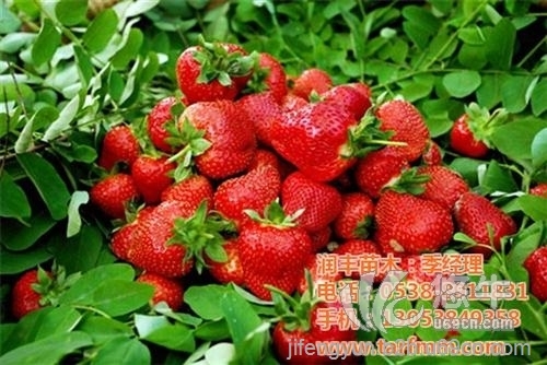 山东泰安草莓苗基地