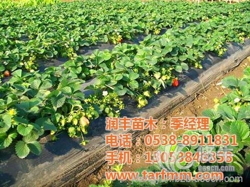 上海甜查理草莓苗图1