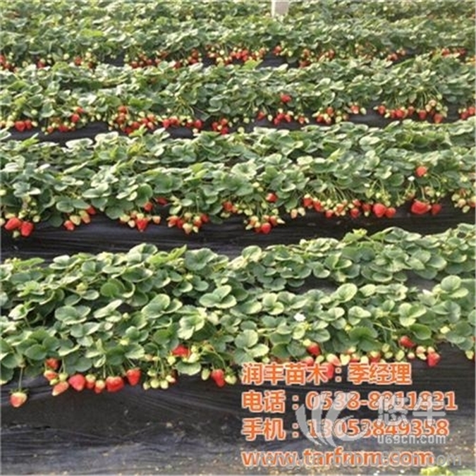 四川草莓苗销售图1
