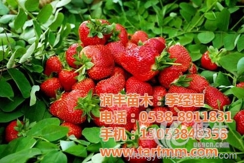 江苏红颜草莓苗