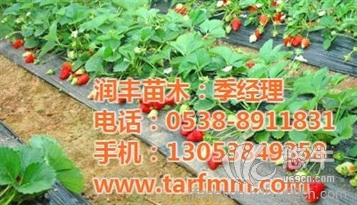 江苏红颜草莓苗图1